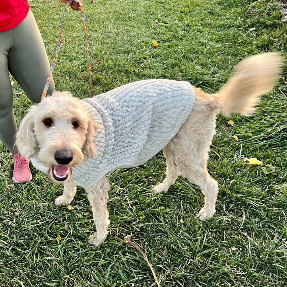 ✨Host Pick! Boots & Barkley cabled dog sweater XL NWT - Picture 6 of 11